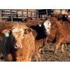 Image 2 : Bill Orlick - 800# February Delivery Heifers - 54 Head (Calmar, AB)