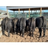 Image 6 : Kamloops Area Ranchers - 685# October Delivery Steer Calves - 140 Head (Kamloops, BC)