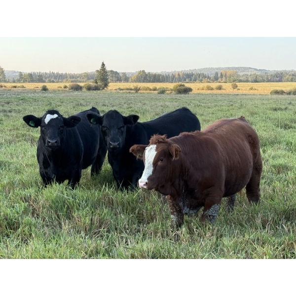 Taylor Family Farms - 720# October Delivery Steer Calves - 82 Head (Leslieville, AB)