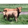 Image 2 : MacMillan Farming Co. - 535# July Delivery Heifer Calves - 180 Head (Cayley, AB) VBP+