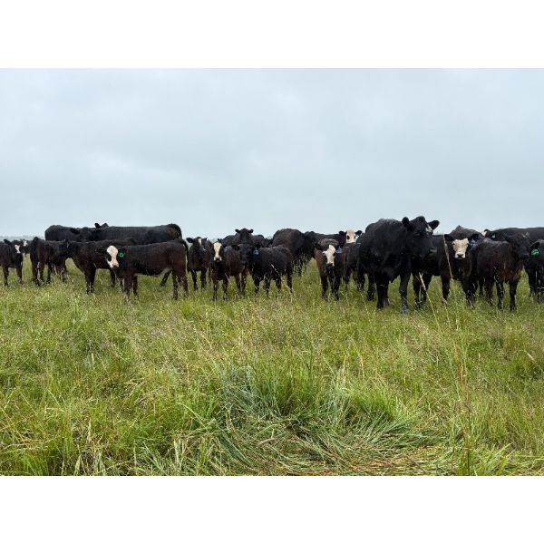 Bar 27 Stock Farm - 625# October Delivery Heifer Calves - 65 Head (Spruce View, AB) VBP+