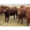Image 3 : RBD Ranch - 950# March Delivery Steers - 38 Head (Milestone, SK)