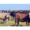 Image 3 : Wolverine Cattle Co. - 935# September Delivery Grass Heifers - 205 Head (Guernsey, SK)