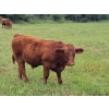 Image 18 : Brady Ranches - 740# October Delivery Steer Calves - 15 Head (Heffley Creek, BC)