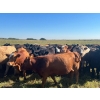 Image 8 : Wolverine Cattle Co. - 935# September Delivery Grass Heifers - 205 Head (Guernsey, SK)