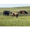 Image 2 : K Griffith Ranching - 615# November Delivery Steer Calves - 95 Head (Delia, AB)