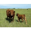 Image 20 : Lee Johnston - 35 Red/Red X Cow/Calf Pairs (Welwyn, SK)