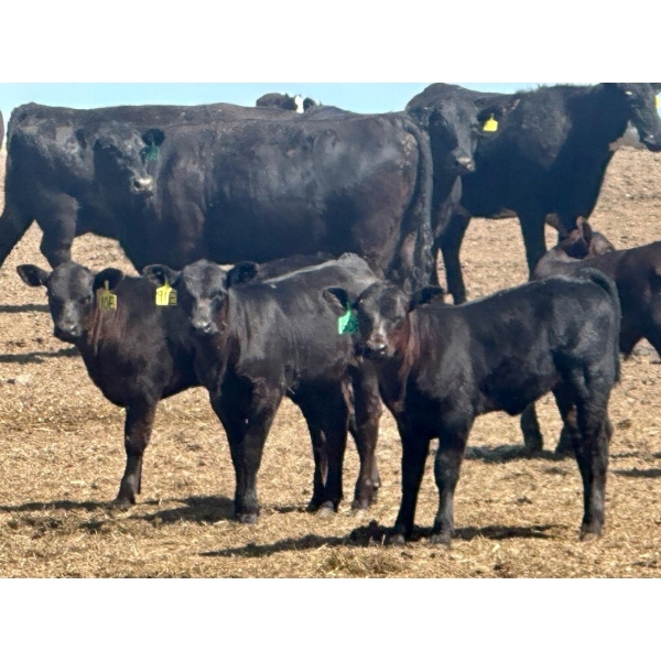 Schunicht Farms - 680# Dec/Jan Delivery Weaned Heifers - 85 Head (Strathmore, AB)