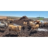Image 3 : Cattlewood Farms Ltd. - 670# July Delivery Heifers - 87 Head (Fincastle, AB)