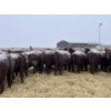 Image 3 : Mahlon Bear - 10 Red Heifers (Pen 502 - 504)