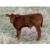 Image 5 : Lamb Cattle Company - 525# October Delivery Steer Calves - 230 Head (Hanley, SK)