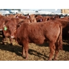 Image 3 : A&S Farms - 24 Red Simm X Replacement Heifers (Coaldale, AB)