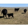 Image 10 : Birch Lake Ranch & W1 Ranching - 550# October Delivery Steer Calves - 100 Head (Medicine Hat, AB)