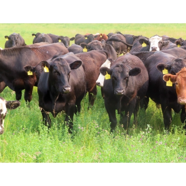 Diamond C Farms - 825# September Delivery Grass Steers - 75 Head (Merridale, MB)