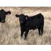 Image 4 : T & P Anthony Farms - 540# Oct/Nov Delivery Heifer Calves - 55 Head (Moose Jaw, SK) VBP+