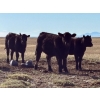 Image 10 : TNT Cattle Co. Ltd. - 500# October Delivery Steer Calves - 95 Head (Manyberries, AB)