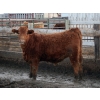 Image 4 : J&R Peterson - 985# January Weaned Steers - 122 Head (Barnwell, AB)