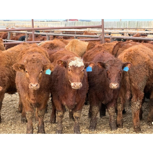 North Butte Land & Cattle - 710# February Delivery Steers - 60 Head (Gem, AB)