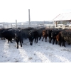 Image 2 : Devick’s Ranch - 720# Jan/Feb Weaned Steers - 66 Head (Kamloops, BC)