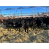 Image 1 : Crooked Creek Ranch - 9 Second Calvers (Pen 519B)