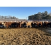 Image 3 : Hawks Haven Ranch - 950# February Delivery Steers - 66 Head (Compeer, AB)