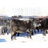 Image 3 : Right Cross Ranch - 1400# Open Cows - 42 Head (Kisbey, SK)