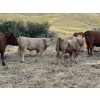 Image 4 : Lazy J Cattle Co. - 840# February Weaned Steers - 120 Head (Crossfield, AB)