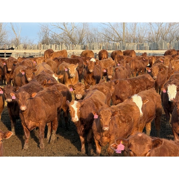 Rob Mossey - 940# April Delivery Steers - 132 Head (Vauxhall, AB)