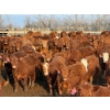 Image 1 : Rob Mossey - 940# April Delivery Steers - 132 Head (Vauxhall, AB)