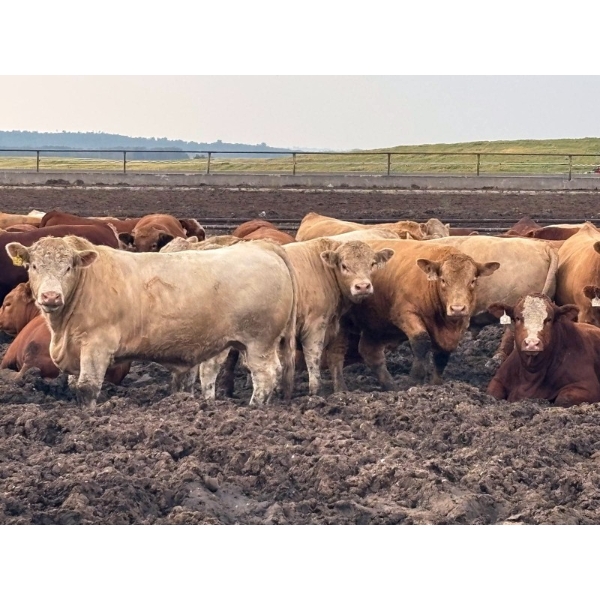 Plain Lake Farming Co. Ltd. - 1550# September Delivery Fed Steers - 105 Head (Two Hills, AB)