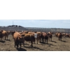 Image 4 : Ripple Rock Ranch - 925# June Delivery Heifers - 130 Head (Fincastle, AB)