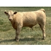 Image 4 : MacMillan Farming Co. - 545# July Delivery Steer Calves - 210 Head (Cayley, AB) VBP+