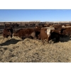 Image 5 : Hegedys Ranching - 990# January Delivery Steers - 64 Head (Acme, AB)