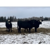 Image 2 : Randy Kehler - 25 Black/Black X Spring Calving Bred Heifers (Eriksdale, MB)