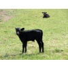 Image 16 : Circus Coulee Cattle - 550# November Delivery Steer Calves - 100 Head (Dorothy, AB)