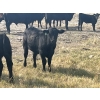 Image 4 : Standing Farms - 560# October Delivery Steer Calves - 105 Head (Hanna, AB)