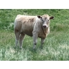 Image 4 : MacMillan Farming Co. - 535# July Delivery Heifer Calves - 180 Head (Cayley, AB) VBP+