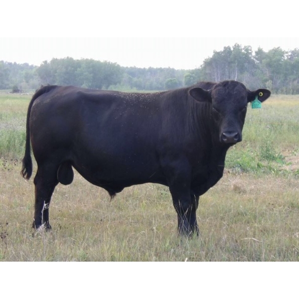 Edie Creek Gate Keeper 131L