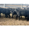 Image 5 : Layton Rosin Ranching - 550# October Delivery Steer Calves - 100 Head (Hanna, AB)