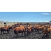 Image 3 : Ripple Rock Ranch - 875# July Delivery Heifers - 170 Head (Fincastle, AB)