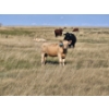 Image 2 : Ron Schmidt - 690# November Delivery Heifer Calves - 85 Head (Rainier, AB)