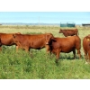 Image 8 : Moose Creek Red Angus Ltd. - 995# October Delivery Grass Heifers - 440 Head (Kisbey, SK)