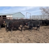 Image 2 : Wade Fewings - 745# April/May Delivery Steers - 77 Head (Pierson, MB) VBP+