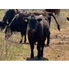 Image 11 : Cross Coulee Ranching - 630# May Delivery Heifers - 80 Head (Duchess, AB)