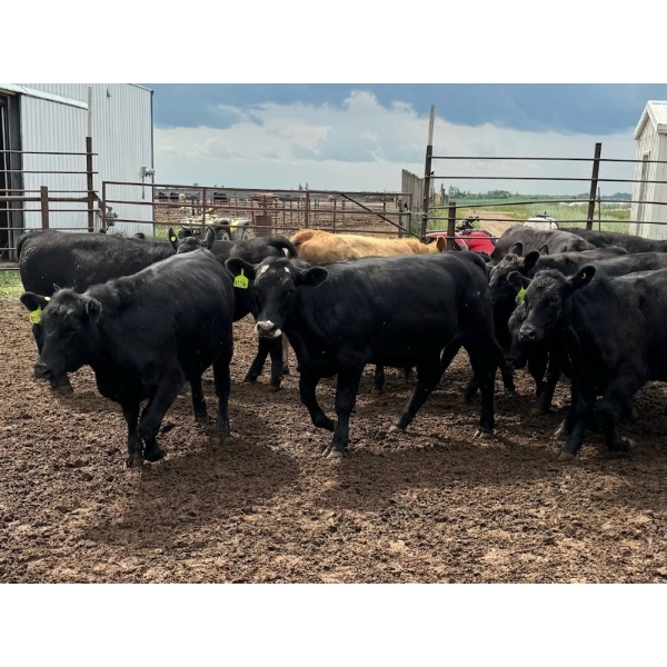 Luke & Jen Smith - 700# July Delivery Steers - 85 Head (Rhein, SK)