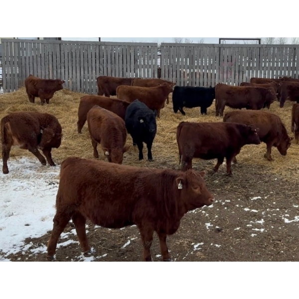 S5 Cattle Corp. - 35 Red Angus/Simmental X Replacement Heifers (Sedgewick, AB)