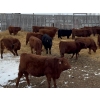 Image 1 : S5 Cattle Corp. - 35 Red Angus/Simmental X Replacement Heifers (Sedgewick, AB)