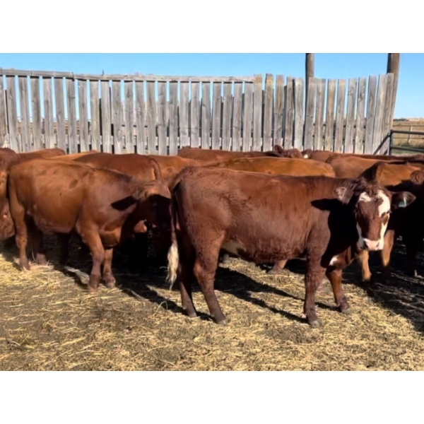 Petrofka View Ranch - 10 Red Angus X Spring Calving Bred Heifers (Petrofka, SK)