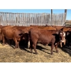 Image 1 : Petrofka View Ranch - 10 Red Angus X Spring Calving Bred Heifers (Petrofka, SK)