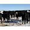 Image 5 : Richards Family Farms & Livestock Ltd. - 540# March Delivery Steers - 110 Head (Bangor, SK) VBP+